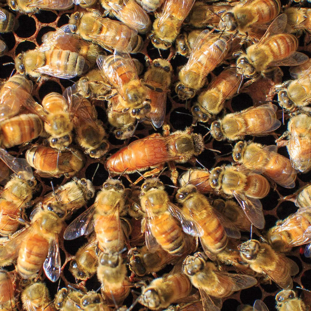 Buy Honey Bees Online | Live Bees for Sale Across Australia
